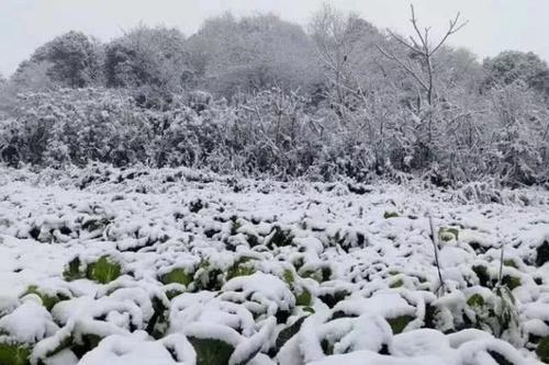 梦见下雪和冰雹