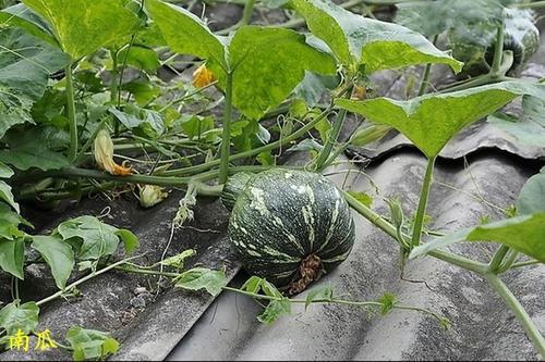 梦见绿色南瓜