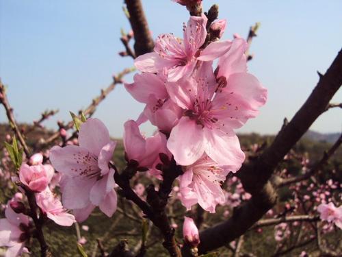 梦见桃花树开满桃花