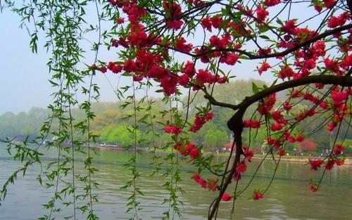 梦见雨水淋湿花草