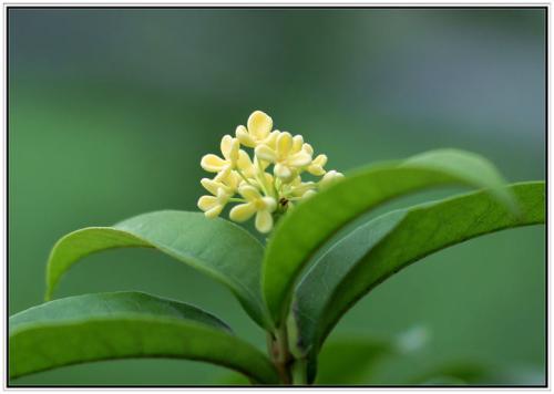 梦见月桂花