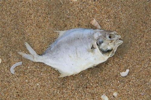 梦见捞死鱼和活鱼