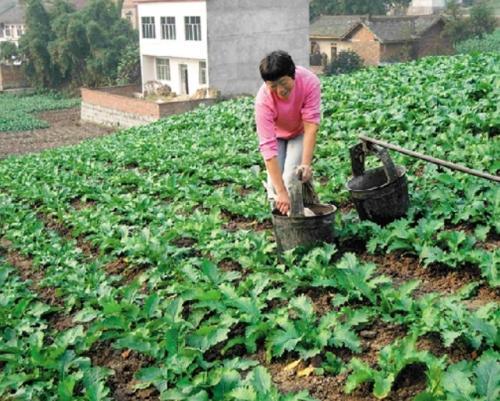 梦见农民在种菜