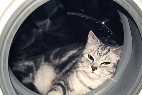 梦见开车撞死猫