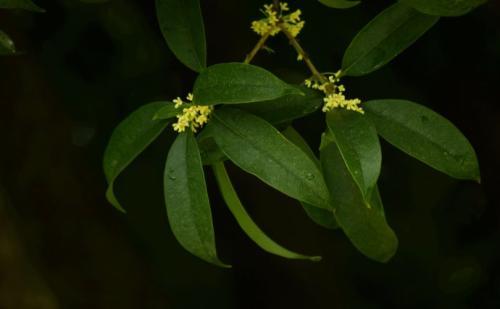 梦见闻到桂花香