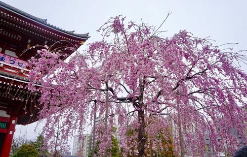 梦见樱花开了