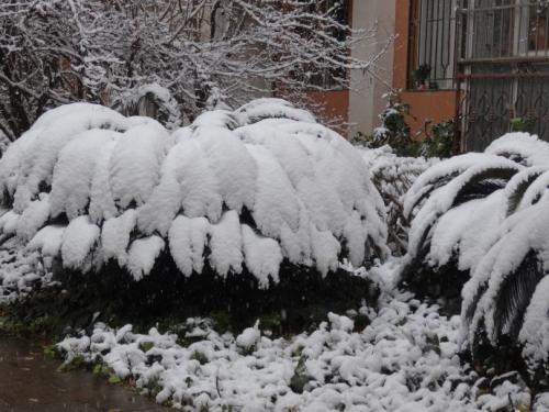 梦见突然下雪