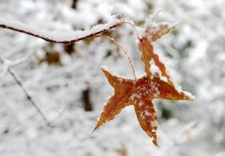 梦见外面下雪了