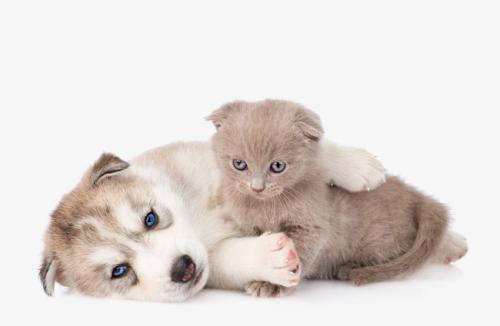 孕妇梦见猫和狗