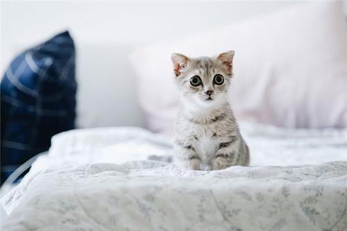 梦见猫咬自己