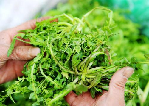 梦见吃野菜