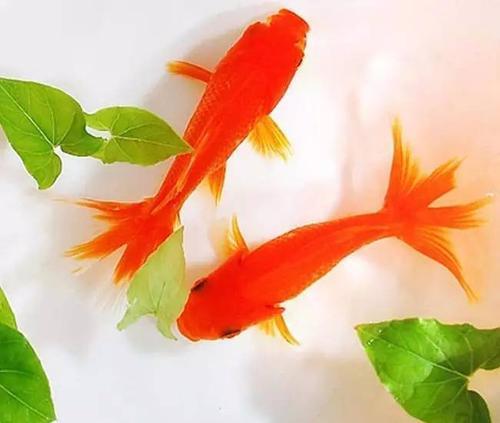 梦见小金鱼