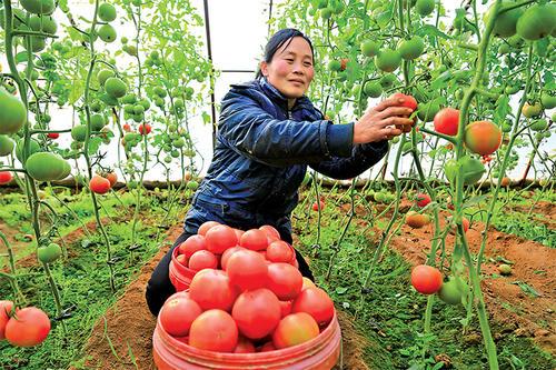 梦见在地里摘西红柿