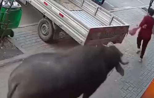 梦见被疯牛追赶