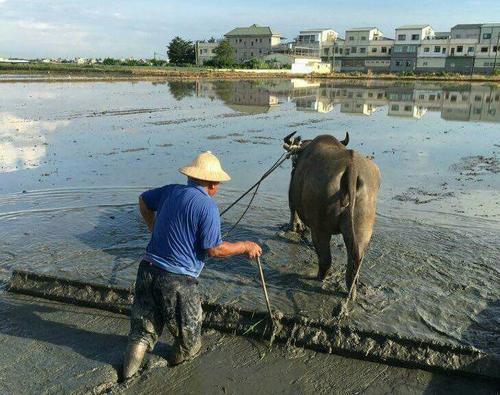 梦见水牛过河