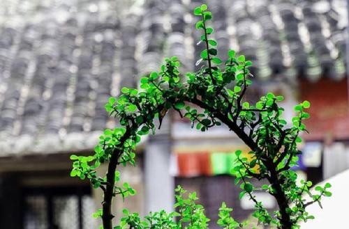 梦见旧情人和我复合