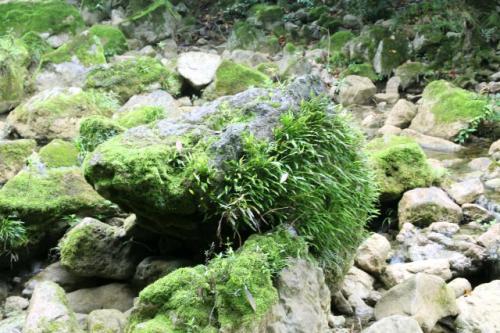 梦见水里长草