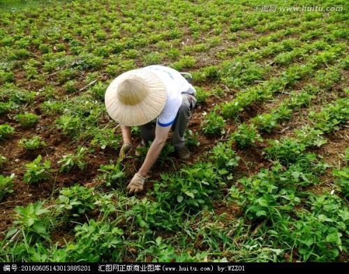 梦见除草种地