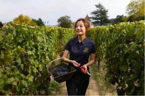 梦见在地上捡葡萄