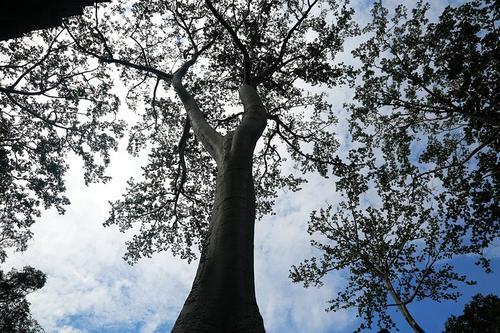 梦见在寺庙偷树