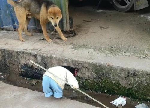 梦见拿棍子打狗