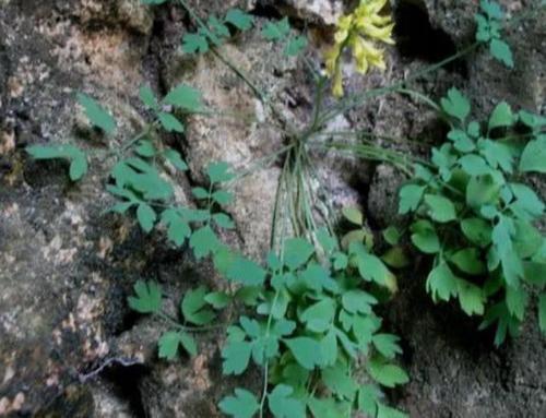 梦见在石头缝里挖药