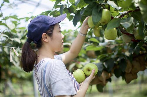 梦见摘了很多梨子