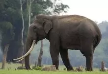 梦见大象