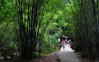梦见去竹海旅游