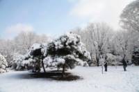 梦见一片白雪